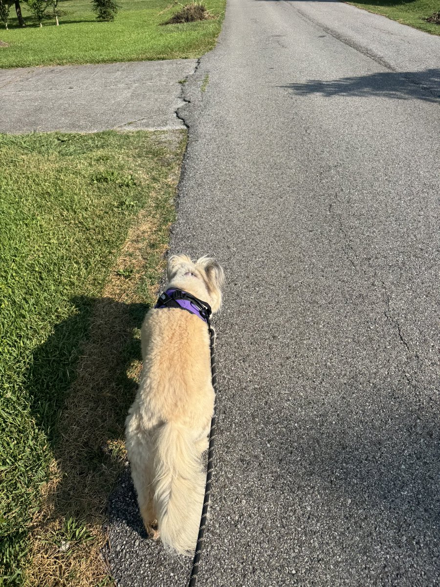 A_Swagg2's tweet photo. @MarkNagi These fellow inmates (Molly, Monty, and Ellie) received one here in Maryville. They want to know who snitched . https://t.co/MzKlkex4NG