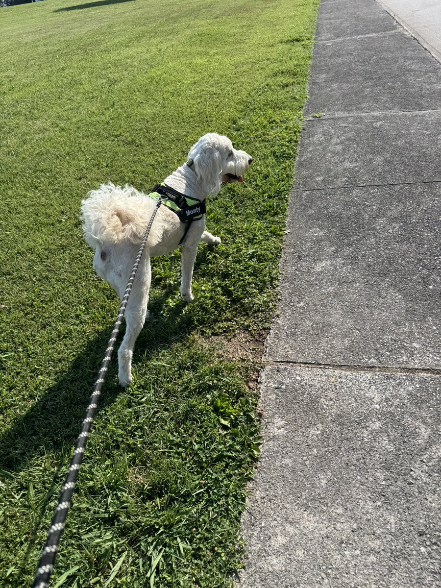 A_Swagg2's tweet photo. @MarkNagi These fellow inmates (Molly, Monty, and Ellie) received one here in Maryville. They want to know who snitched . https://t.co/MzKlkex4NG