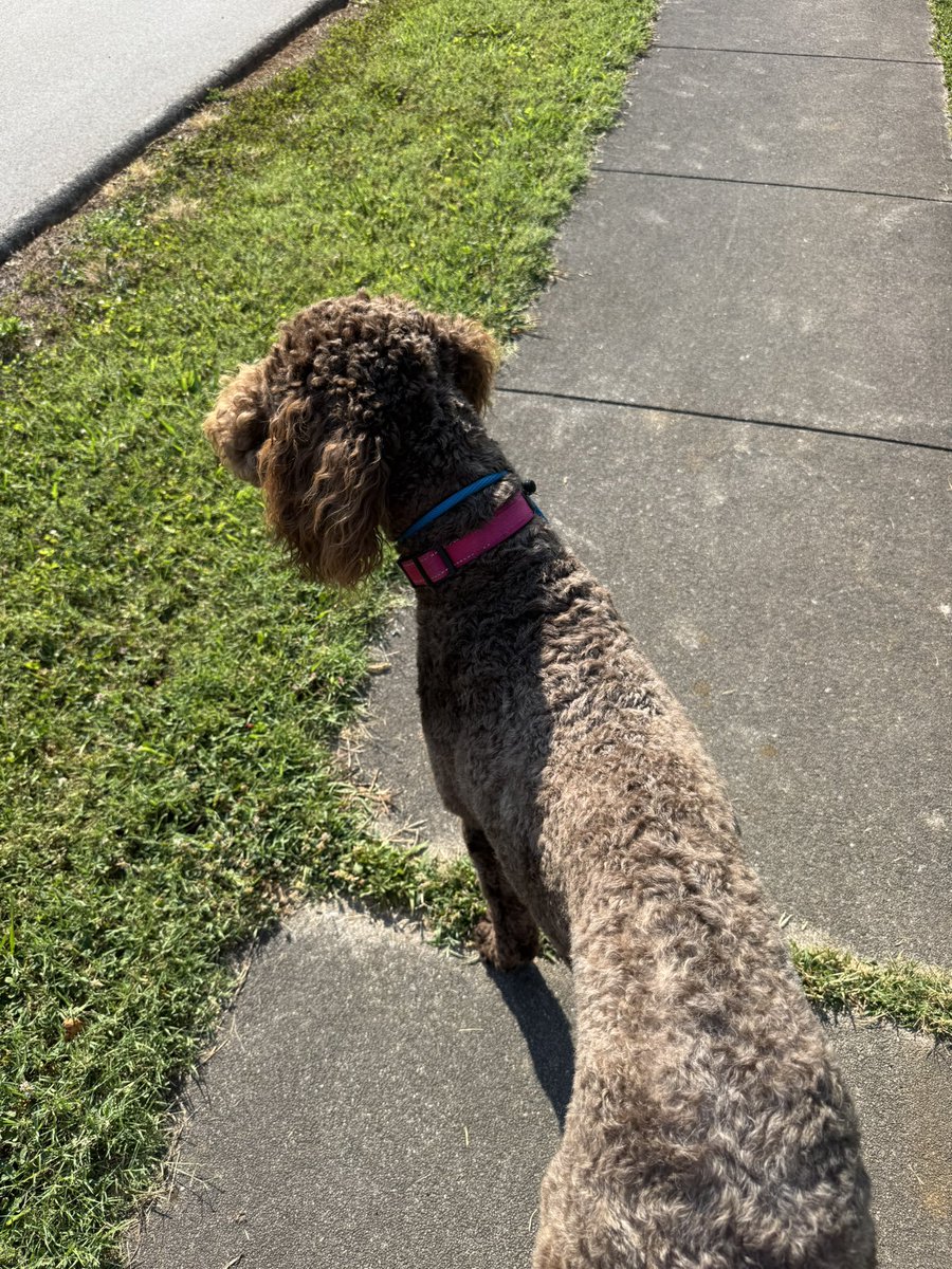 A_Swagg2's tweet photo. @MarkNagi These fellow inmates (Molly, Monty, and Ellie) received one here in Maryville. They want to know who snitched . https://t.co/MzKlkex4NG