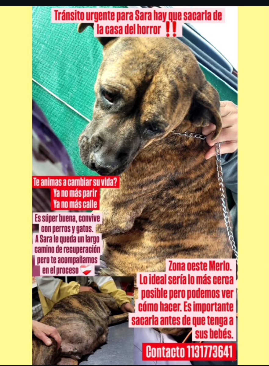 Caso externo 
Me piden ayuda para ella, está preñada
Zonas CABA/GBA
Contacto 1131773641
RT por favor