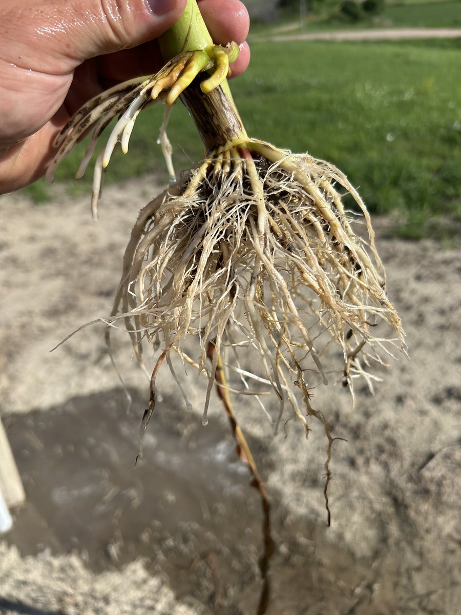 Root regeneration on CRW field from a week ago.