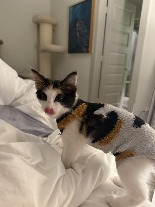 Watch novaruu's leaked NSFW photo on TwXstars