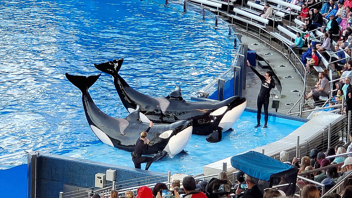 LifetimeSummer's tweet photo. Summer deals for Tickets, Annual Passes and Fun Cards at SeaWorld Orlando were recently released with savings of up to 60%.  

• Single day tickets start at $56.99 per person 
• Bronze Annual Pass - $156.00 or $13.00 per month 
• Silver Annual Pass - $204.00 or $18.25 per month 
• Gold Annual Pass - $219.00 or $18.25 per month 
• Platinum Annual Pass - $372.00 or $31.00 per month 
• 2025 Fun Card - $99.99  

We currently have the Silver annual pass for our family but for $15.00 more, we're thinking about upgrading to Gold to get an extra 2 free guests tickets (5 total).