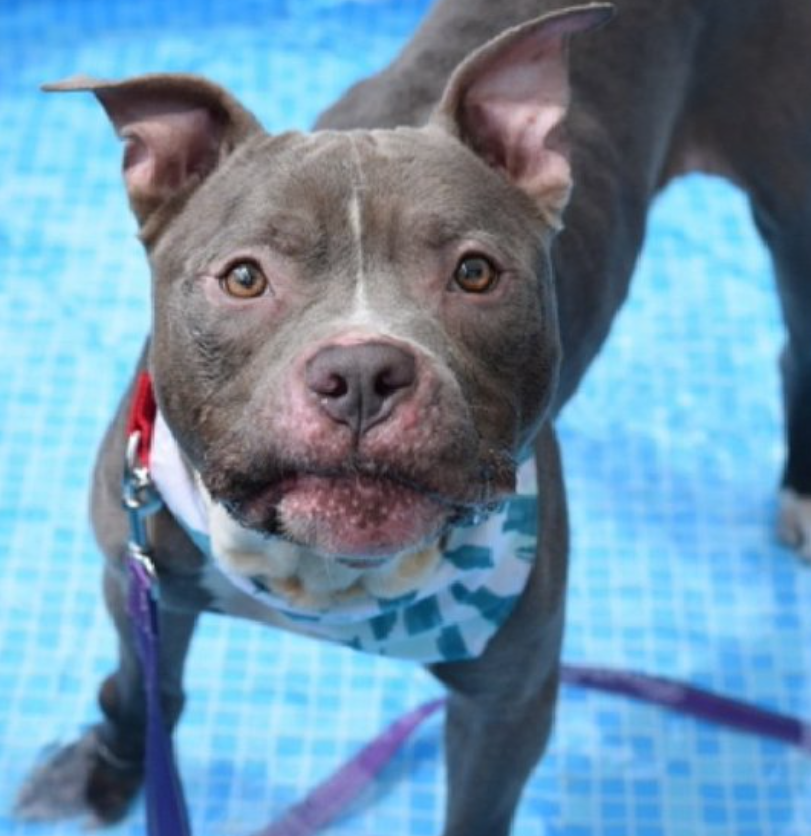 NMBewitched's tweet photo. There are days I hate what I do 
When I watch a magical being killed 

Bane was used &amp; abused for years
Yes, he bit; does not mean he would do it again
#BackyardBreeders are filth

#NYCACC had no issues with him
Judged on a deplorable family &amp; their faults

Bane, I am so sorry😔 https://t.co/8Lkrj9DoXk
