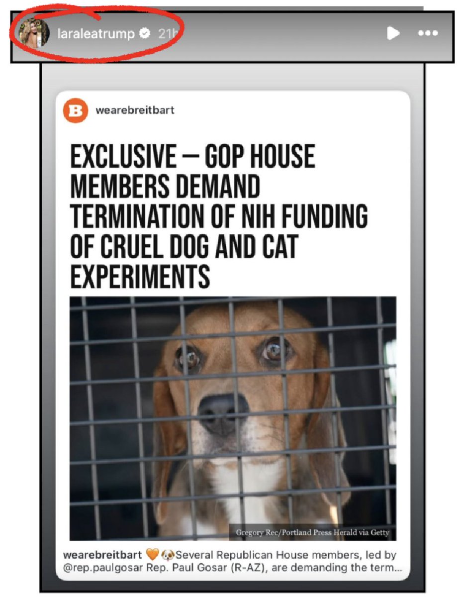 White Coat Waste (@whitecoatwaste) on Twitter photo 👏 Thank you <a href="/LaraLeaTrump/">Lara Trump</a> for years of advocacy with WCW to end taxpayer funding for cruel dog and cat labs! 👏 Thank you <a href="/LaraLeaTrump/">Lara Trump</a> for years of advocacy with WCW to end taxpayer funding for cruel dog and cat labs!