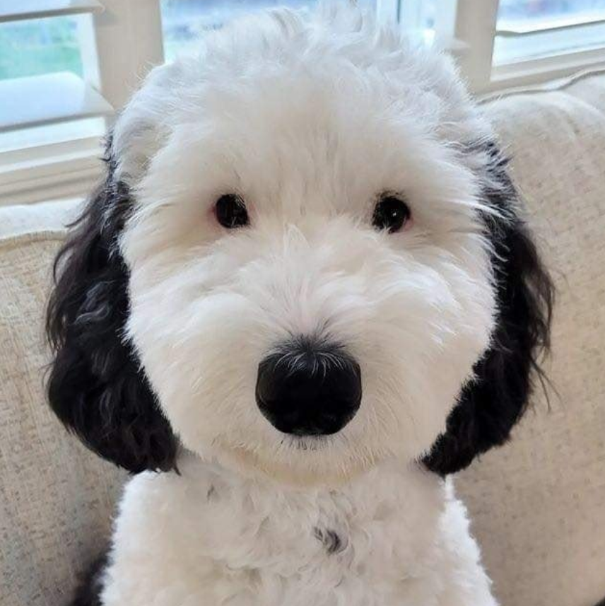 Meet Bayley, the real life version of Snoopy..🥰