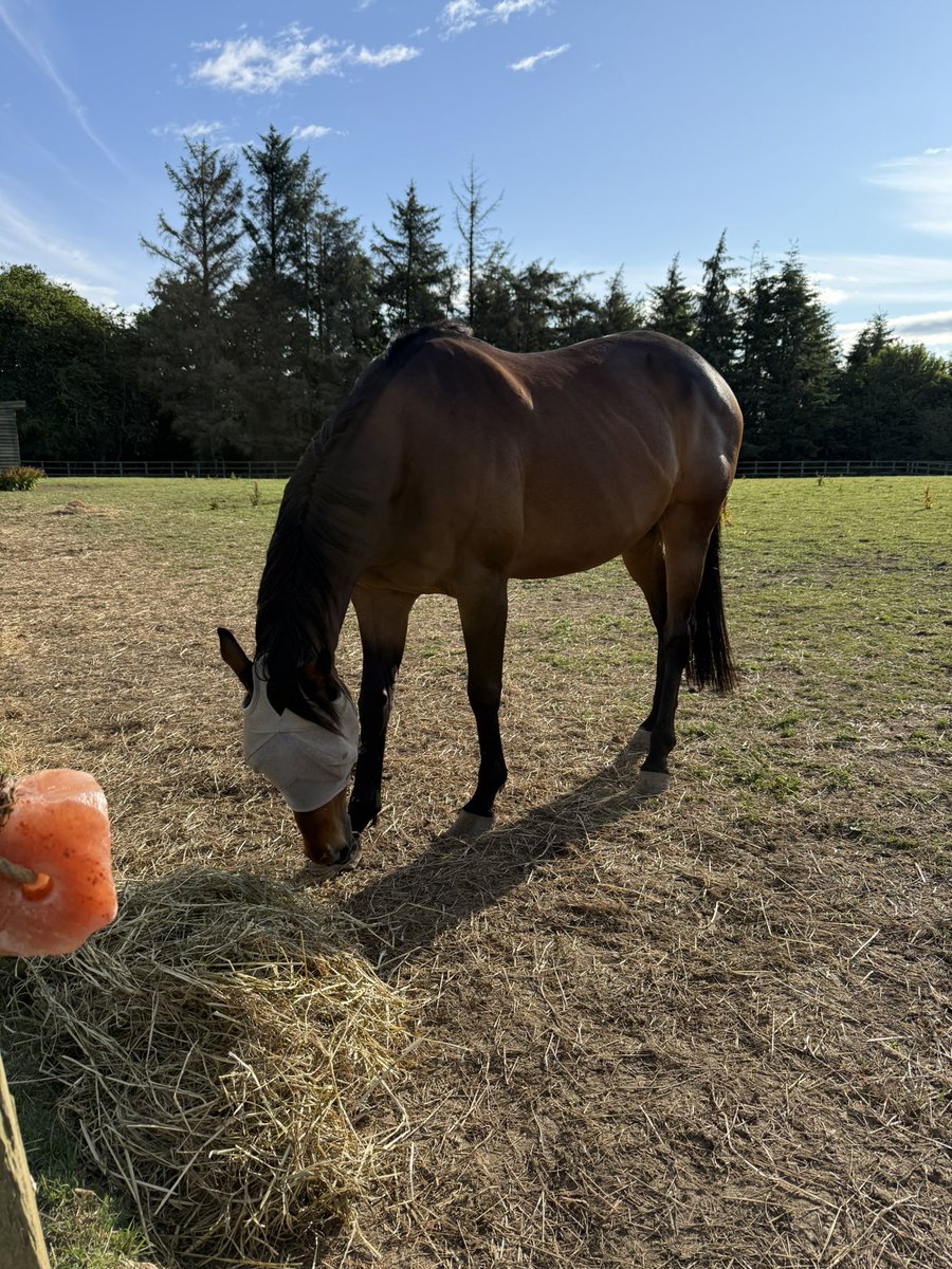 Megan O’Brien (@megz_obrien) on Twitter photo Moved the boys onto <a href="/GAINEquine/">GAIN Equine Nutrition</a> Ultra Fibre Mash just 6 weeks ago and I LOVE it. Super shiny healthy coats & both looking fab, both have put on condition given the lack of grass, couldn’t recommend it any more highly Moved the boys onto <a href="/GAINEquine/">GAIN Equine Nutrition</a> Ultra Fibre Mash just 6 weeks ago and I LOVE it. Super shiny healthy coats & both looking fab, both have put on condition given the lack of grass, couldn’t recommend it any more highly