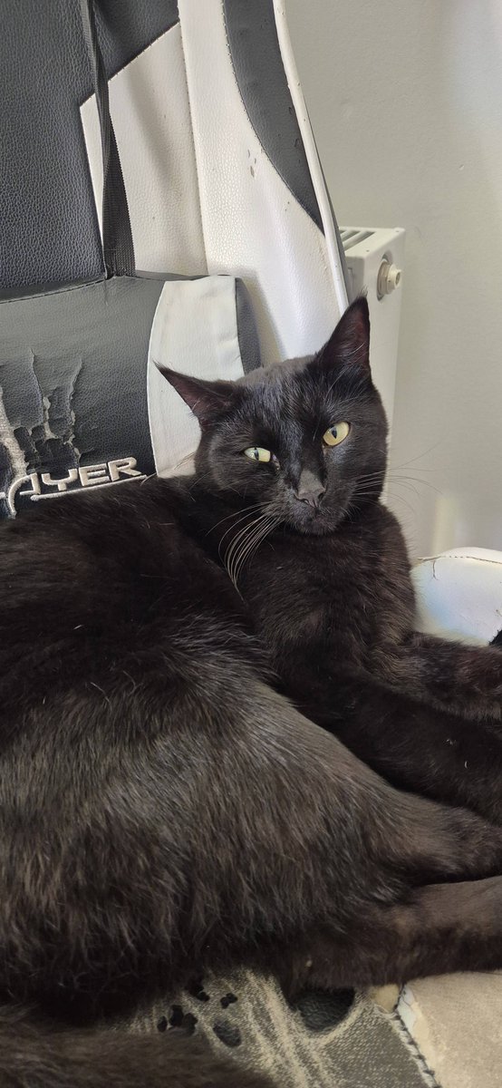 lamram_twitch's tweet image. Day 1 of Cat Photo: Void kitty stealing my gaming chair so I can't play games! #Caturday #Catoftheday #Voidkitty