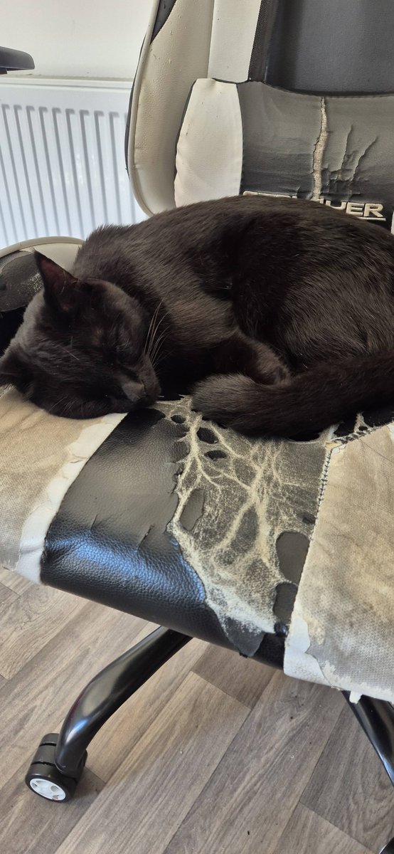 lamram_twitch's tweet image. Day 1 of Cat Photo: Void kitty stealing my gaming chair so I can't play games! #Caturday #Catoftheday #Voidkitty