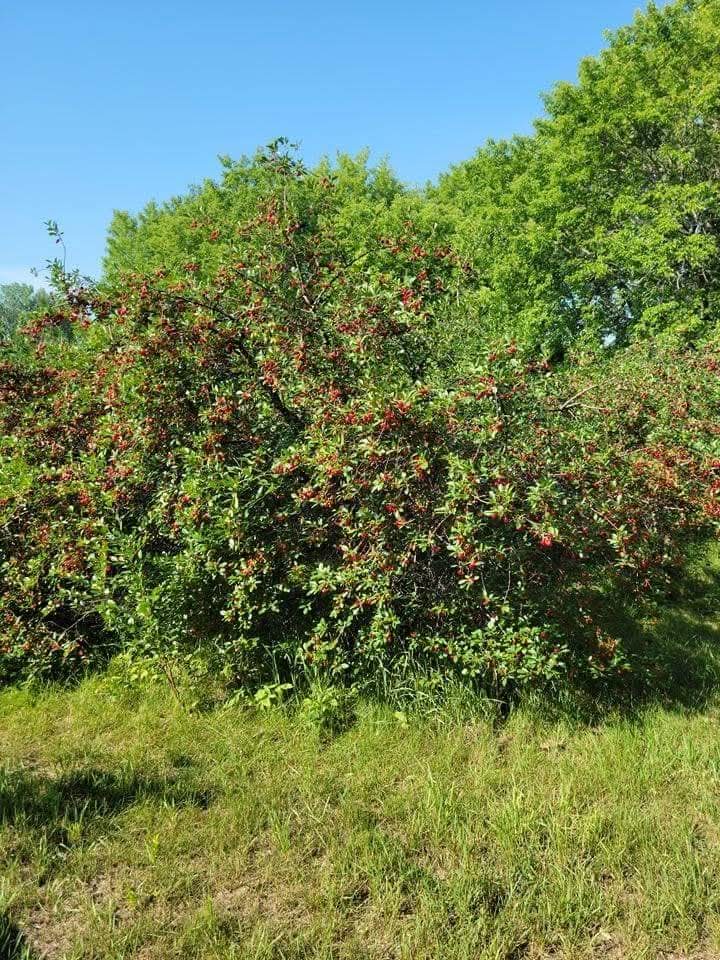 Wpg's Only Winery 🍷 tweet media