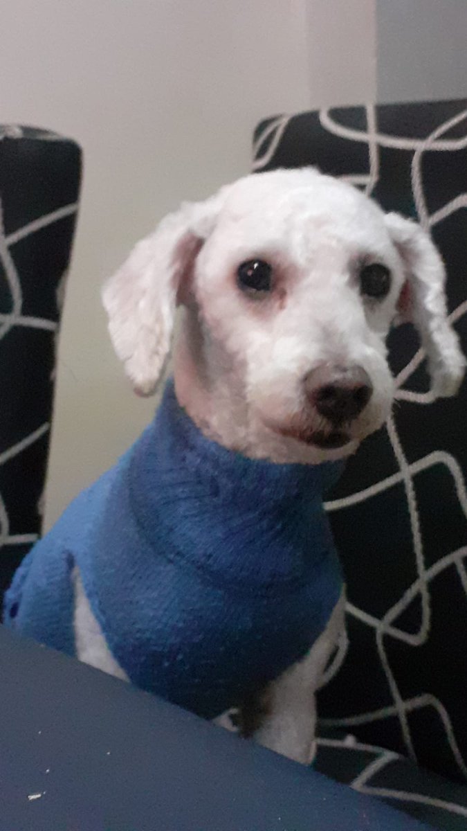1franco1k's tweet photo. el meme lo hicimos un amigo y yo y es el perro de la ex creo Jjkkjj☠️ https://t.co/n8F6hFCpbF