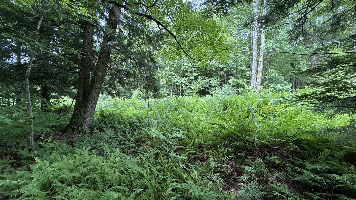 #Cambridge building lot for sale! Must like Ferns! 1386 Clif Reynolds Road, Cambridge, #VT. Just down the road from #Smuggs, and the #Notch. #mountainlife bluesprucerealty.com/property/50507…