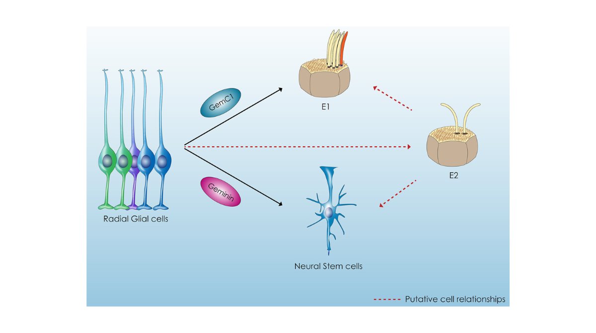 stemcellreports's tweet image. New review explores the shared origin of #ependymalcells & #neuralstemcells & the potential interplay among different subventricular zone cell populations. Insights into cell fate decisions will inform the therapeutic potential of ependymal cells ow.ly/v5UF50WlHLu @upatras