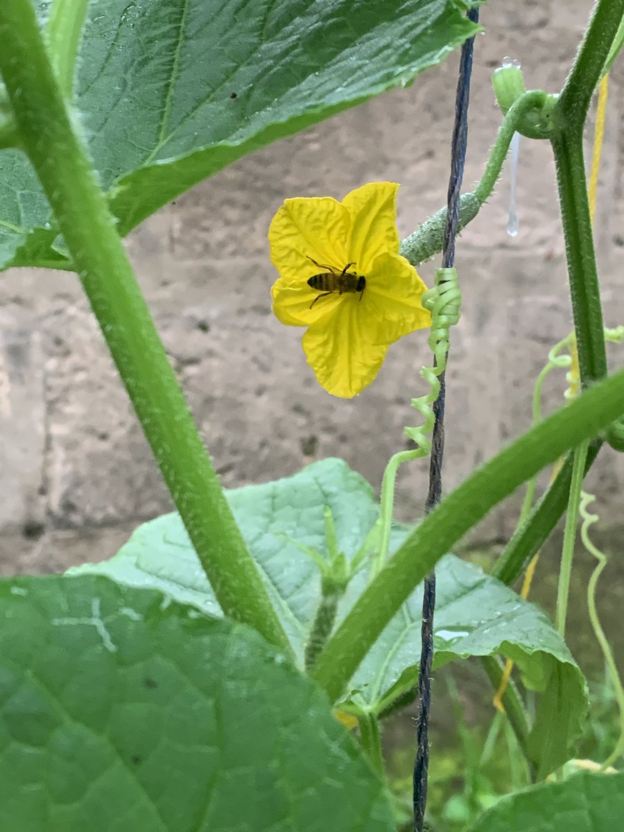 OpeimuTheFarmer's tweet photo. Seeing this bee on my cucumber flower excites me. Nature’s own pollinator at work. Pollination in action means fruit is on the way soon! 🥒🐝🌼 https://t.co/aGPvCa3xeA