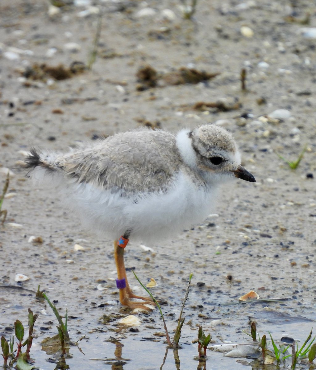 Little Chonkosaurus?

📸: Ann Hetzel Gunkel (Blue Star)