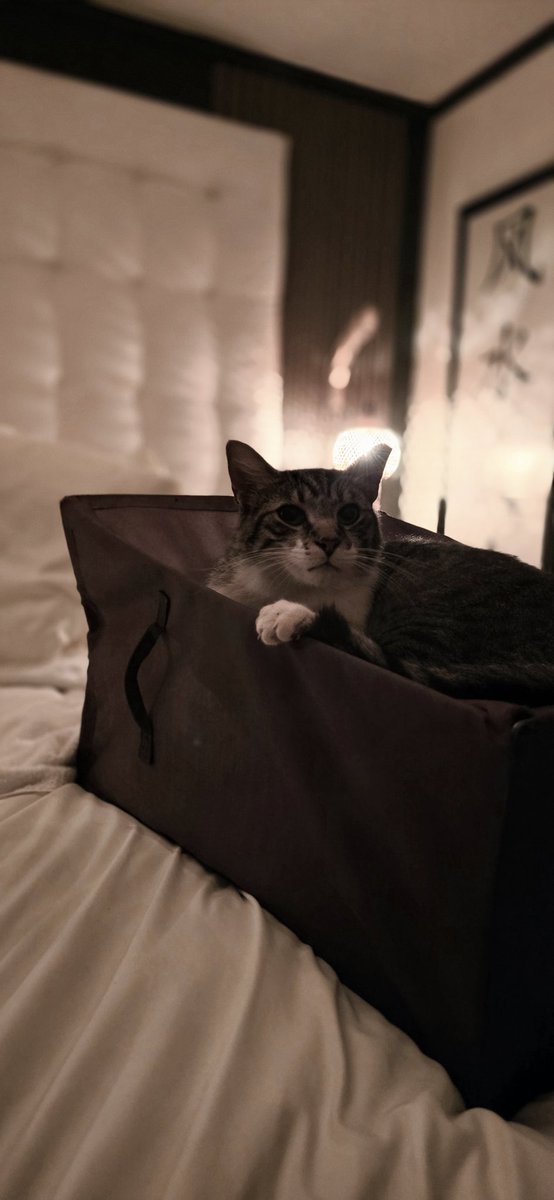Goldy Locks (@goldylocksrocks) on Twitter photo My feral puss Kinsley May. 
I wish everyone would adopt a little animal who needs some love. 
❤️🙏🏽🐾 My feral puss Kinsley May. 
I wish everyone would adopt a little animal who needs some love. 
❤️🙏🏽🐾