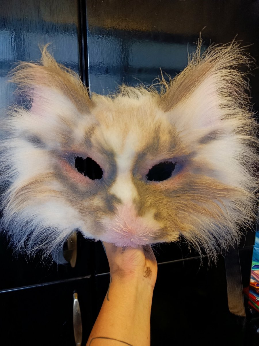Kitten in progresss