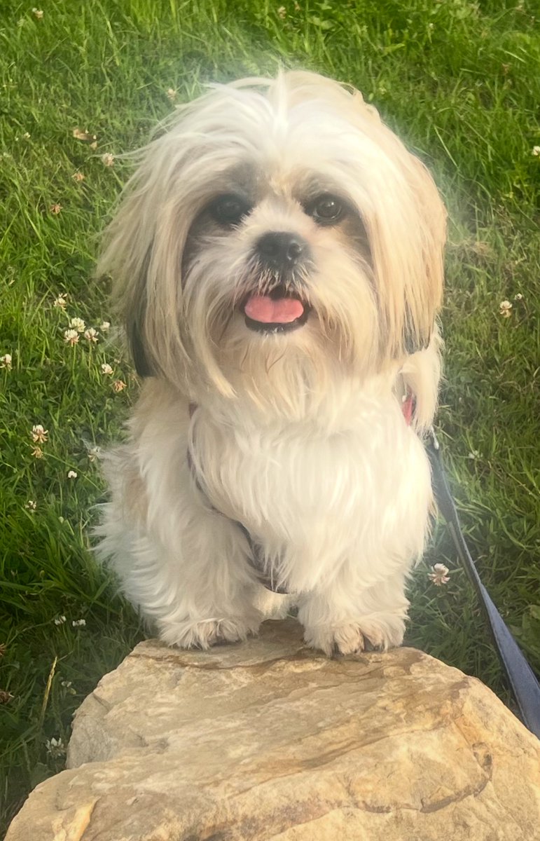 Boogie Woog! ❤️🐶