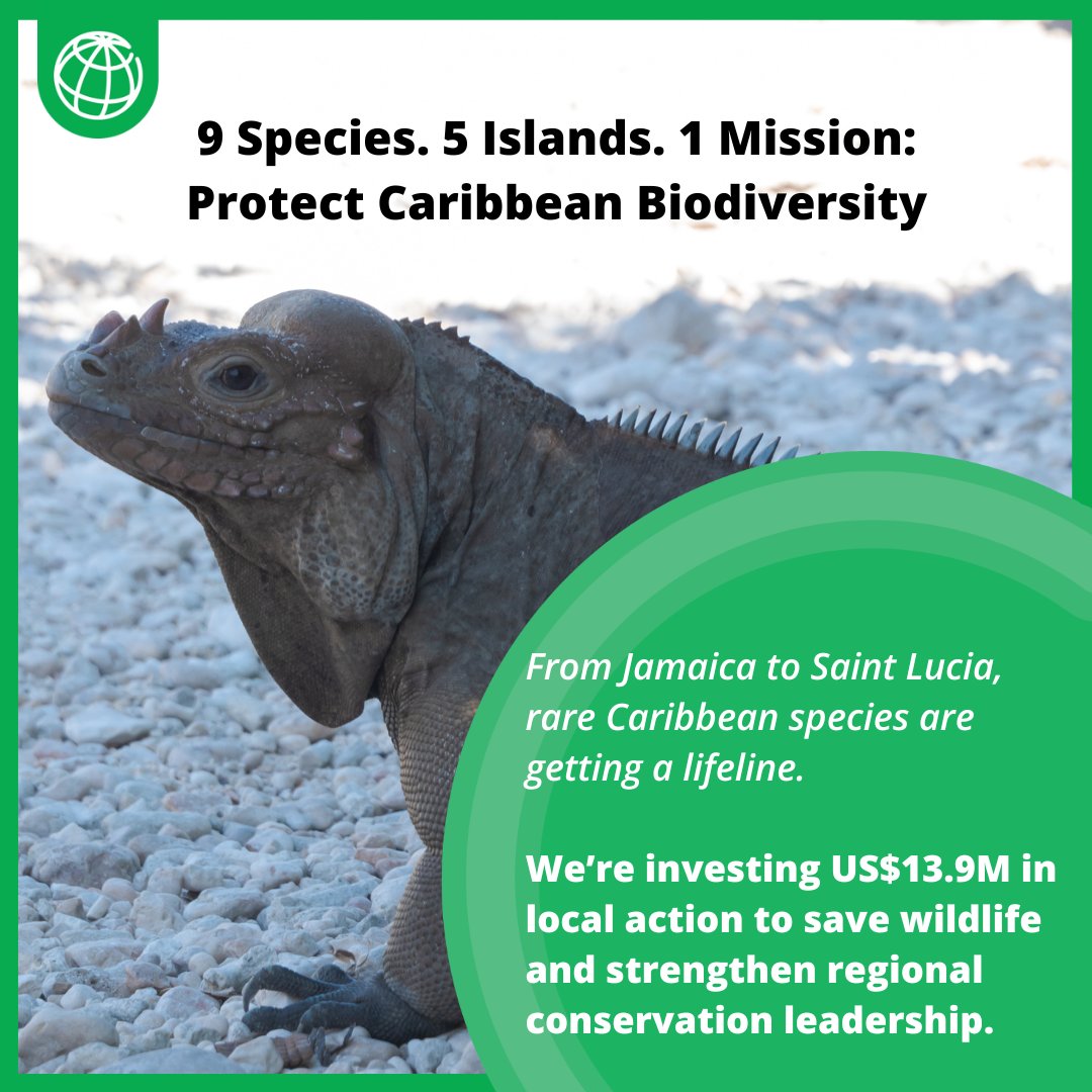 WBCaribbean's tweet image. From the Jamaican Blackbird to the Antiguan Racer, Caribbean species face growing threats. @rewild + @WorldBank are advancing conservation action plans by empowering communities to protect biodiversity.
Learn more: wrld.bg/loxv50VWMLE #LivablePlanet