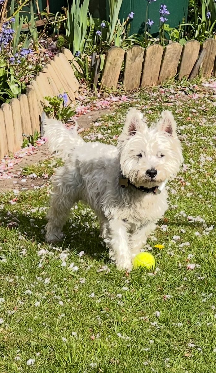 Dilly Dog! 🐶❤️