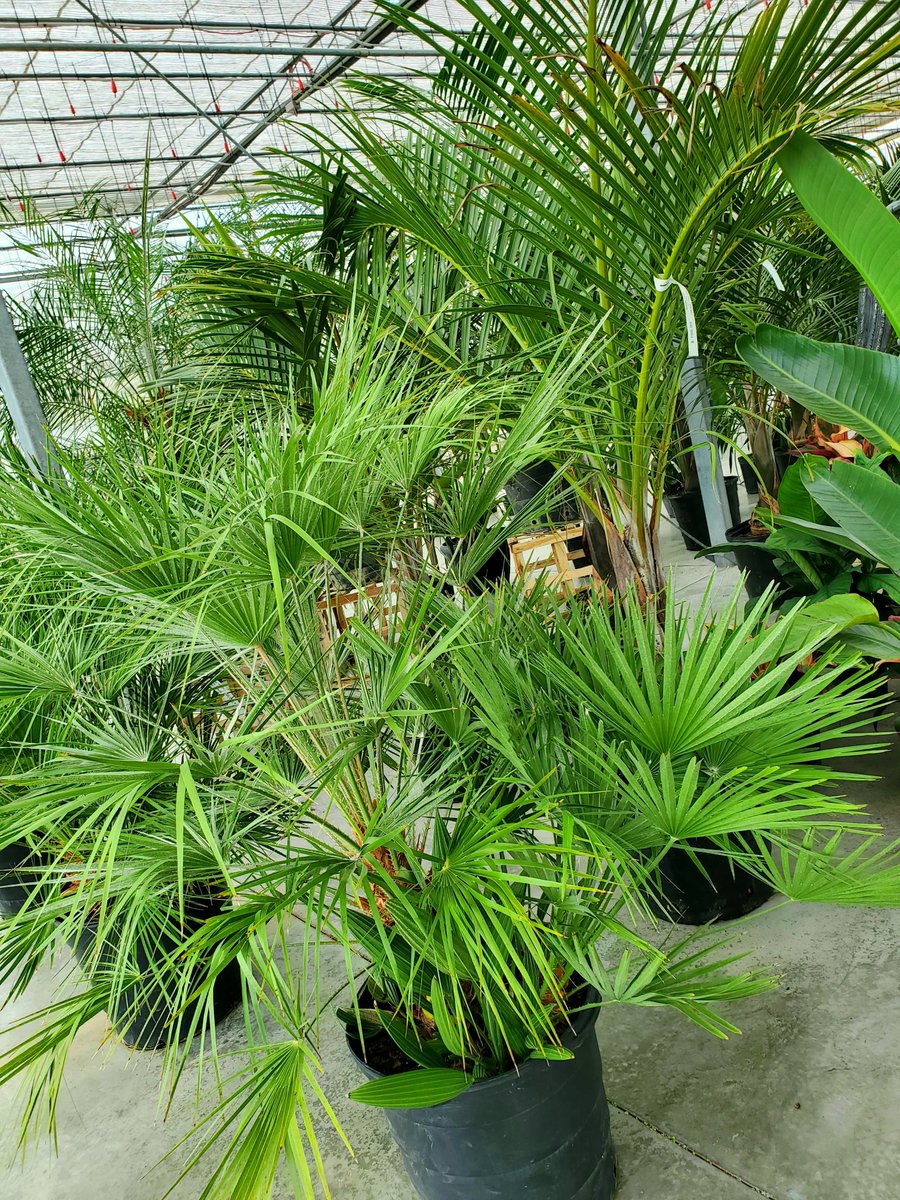 We still have a great selection of tropicals - perfect for adding a lush look around your pool or creating a bit of privacy on your patio.

#thebloomingardener #tropicals #enhanceyourhome #localgreenhouse #bringthetropicshome #gardendecor #yqgbusiness #yqg #palmtrees #greenhouse
