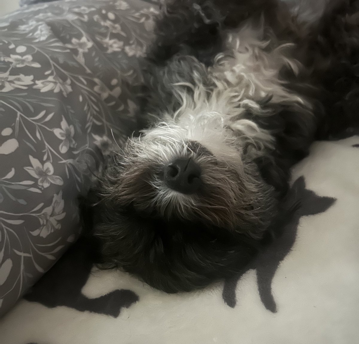 Waffles Won’t Look Wednesday 🧇🚫👀
#Xdogs #dogsofX #Wednesdayvibe