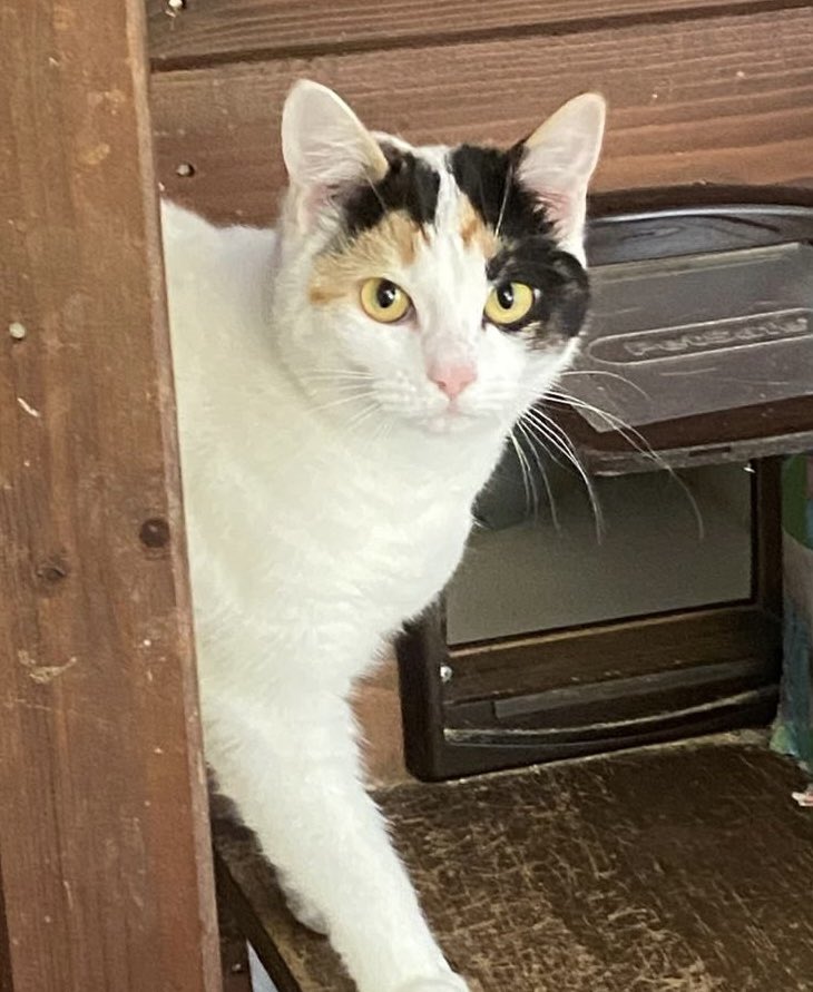 MNashCatRescue's tweet image. Gentle & pretty sisters Lola & Fluffy have been waiting for a home together (away from busy roads) for too long! These loving & very playful girls will make lovely companions. Please open your home & your heart to them! #AdoptdontShop #Buckinghamshire #WhiskersWednesday