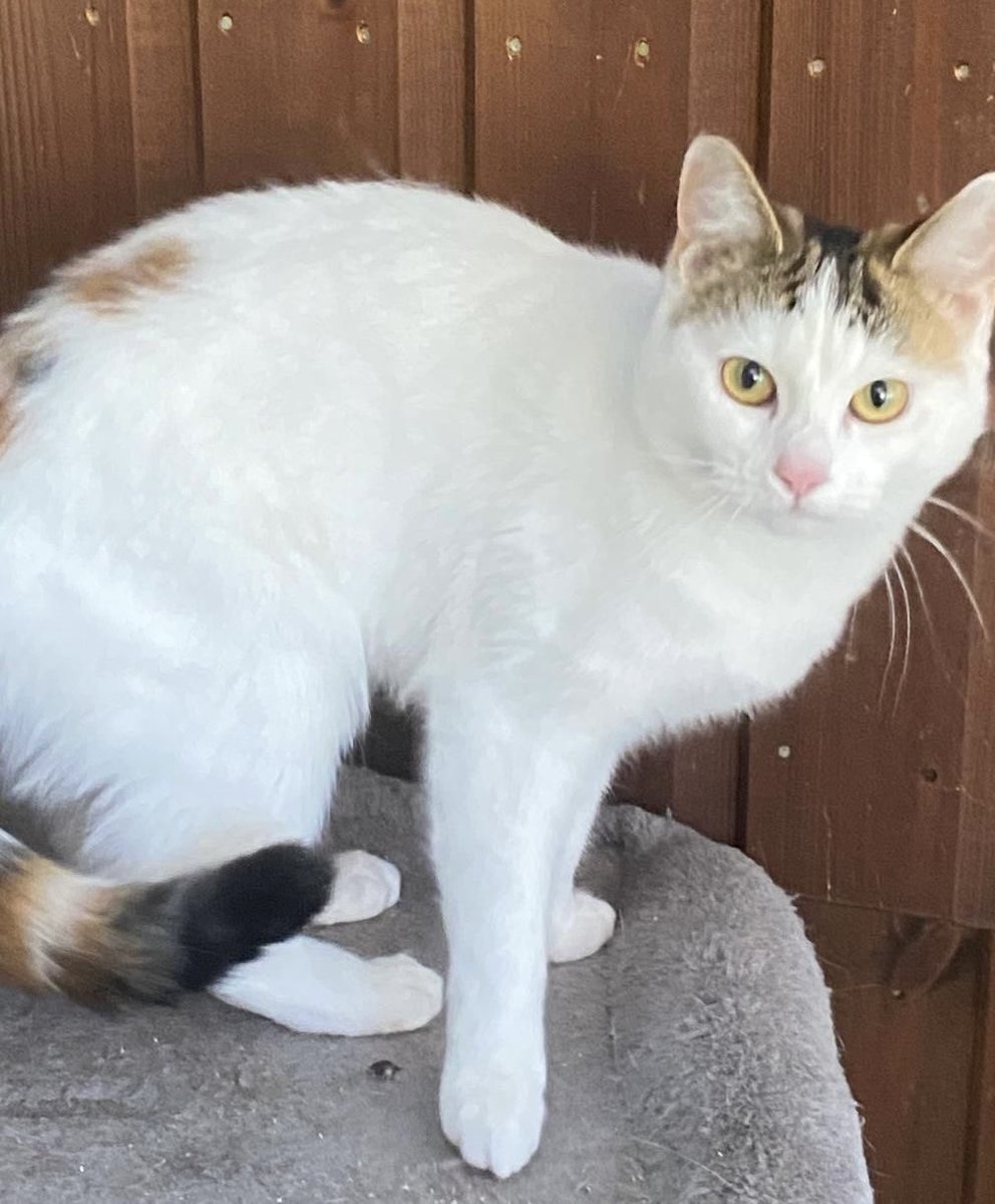MNashCatRescue's tweet image. Gentle & pretty sisters Lola & Fluffy have been waiting for a home together (away from busy roads) for too long! These loving & very playful girls will make lovely companions. Please open your home & your heart to them! #AdoptdontShop #Buckinghamshire #WhiskersWednesday