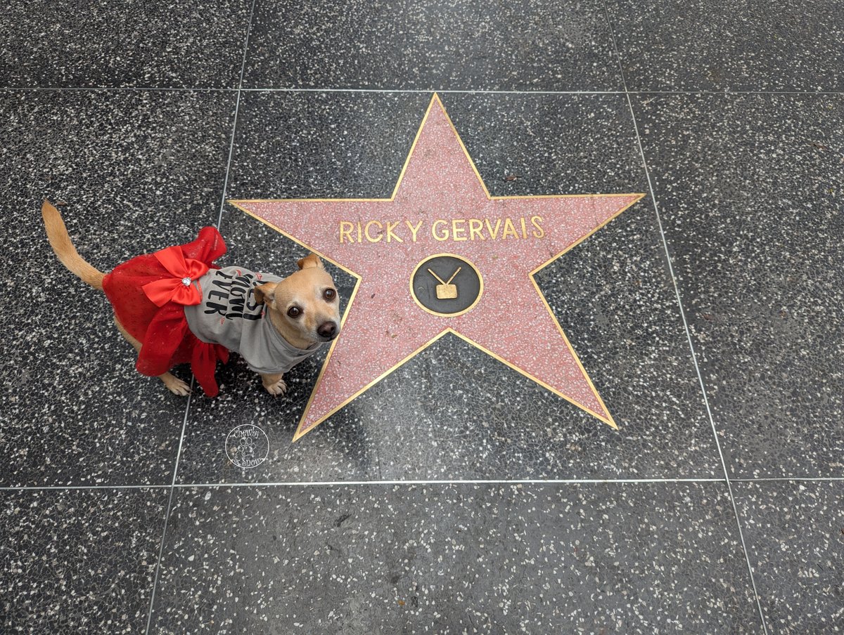 80sqween's tweet image. Happy Wacky Wednesday Beauties! We set out on our pilgrimage to @rickygervais Star on the Walk of Fame. We are Ricky&apos;s #1 Fans! He always makes us laugh!

You can see our YouTube video. youtu.be/A9coh6pCp7U?si…

#dogsofx #DogsofTwitter #CatsonX #ChewbySnow #walkoffame #Hollywood