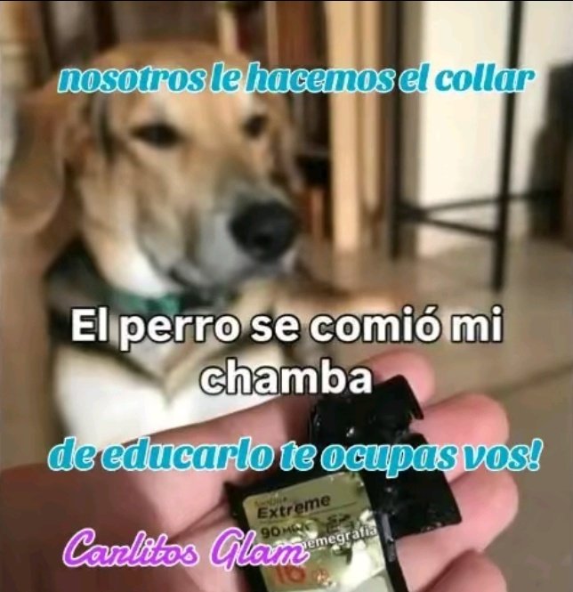 Nosotros hacemos el collar, de educarlo te ocupas vos!
#accesoriosparamascotas #mismascotas
#perro #perros #mascotas