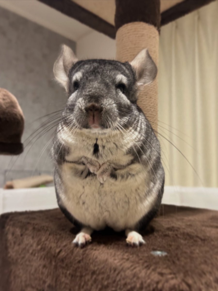 holiday_cocoa's tweet image. どーもーココアでしゅ🐭💕

#チンチラ #ちんちら
