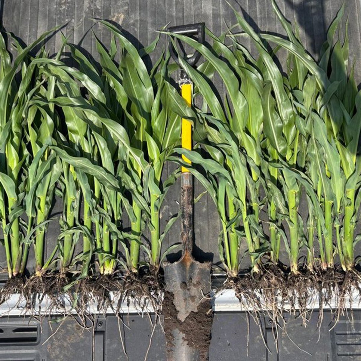 Can you spot the difference? We certainly can! With a 40 unit replacement of synthetic Nitrogen with Pivot Bio PROVEN G3, this Leighton, IA Grower is already getting ahead on his ROI. We can't wait to see what the combine says in this PROVEN G3 demo plot to show even more driven