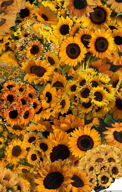 sunflowerchives's tweet photo. https://t.co/Jz1naNCL74