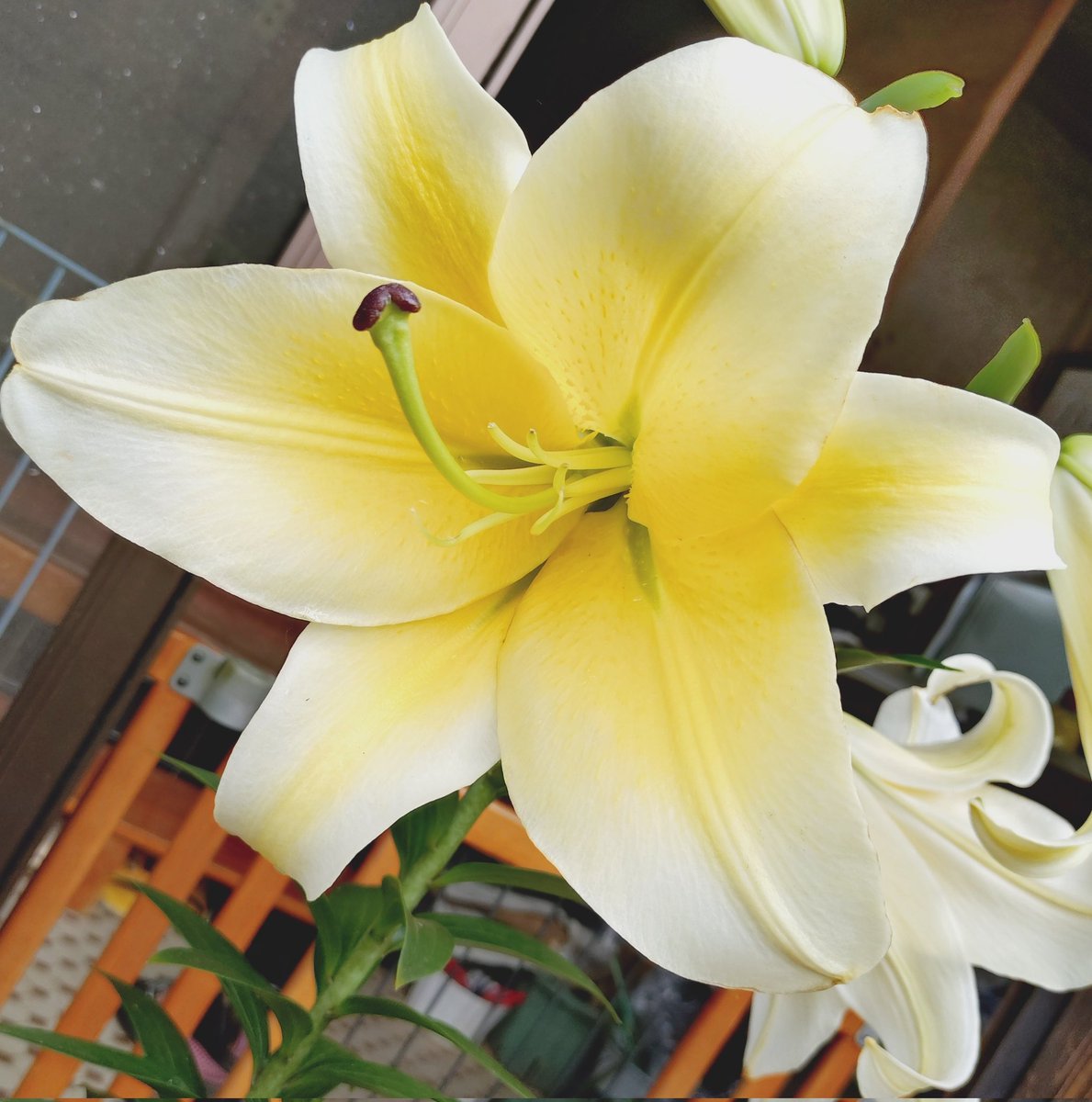 mmskbt13's tweet photo. お義母さんが育ててるんだけどめちゃくちゃ綺麗なので思わず📷✨ https://t.co/keu9roulBV