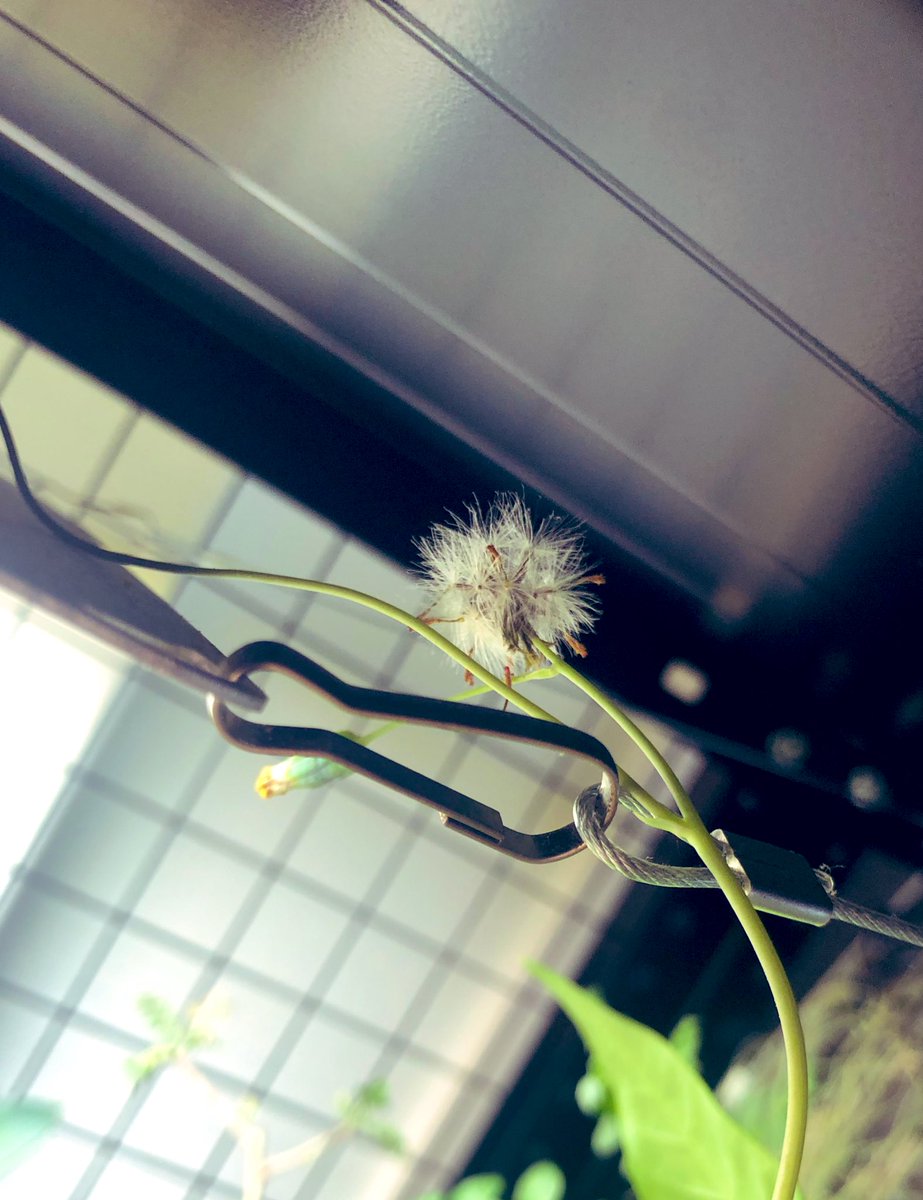 onog12m0's tweet photo. セネシオ　オキシリフォリウス
種っぽいのができてたので
蒔いて見たら今日発芽🌱🌱

うまく育ってくれますように😌 https://t.co/RPsyYOAwvb