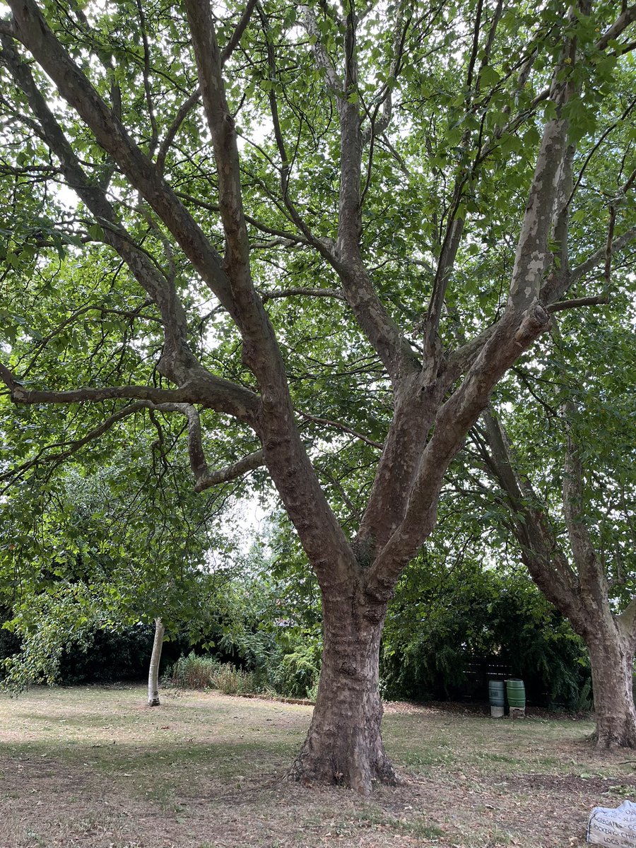 BBCTomEdwards's tweet image. Harrow Council advises people not to sit or congregate under large trees due to an increase in fallen branches. “Sudden branch drop syndrome” is increasing probably due to climate change. @TreesforCities says need to start looking after trees. More @BBCLondonNews 1830