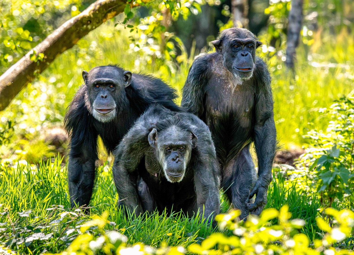 Blair Drummond SP (@blairdrummondsp) on Twitter photo 🐵Celebrate #WorldChimpanzeeDay with us!🐵
🗓️ Sat 12 & Sun 13 July
🌿Join our Education Team for fun games, chimp enrichment making, and the chance to catapult food over to Chippie, Gill & Peter - all in support of <a href="/BulindiChimps/">Bulindi Chimpanzees</a> 💚
👉 Learn more: bit.ly/4lGhVZJ 🐵Celebrate #WorldChimpanzeeDay with us!🐵
🗓️ Sat 12 & Sun 13 July
🌿Join our Education Team for fun games, chimp enrichment making, and the chance to catapult food over to Chippie, Gill & Peter - all in support of <a href="/BulindiChimps/">Bulindi Chimpanzees</a> 💚
👉 Learn more: bit.ly/4lGhVZJ