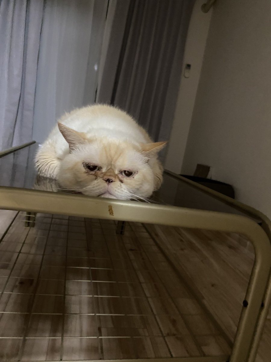 デカ乳首マン【公式】【令和最新版】 tweet media