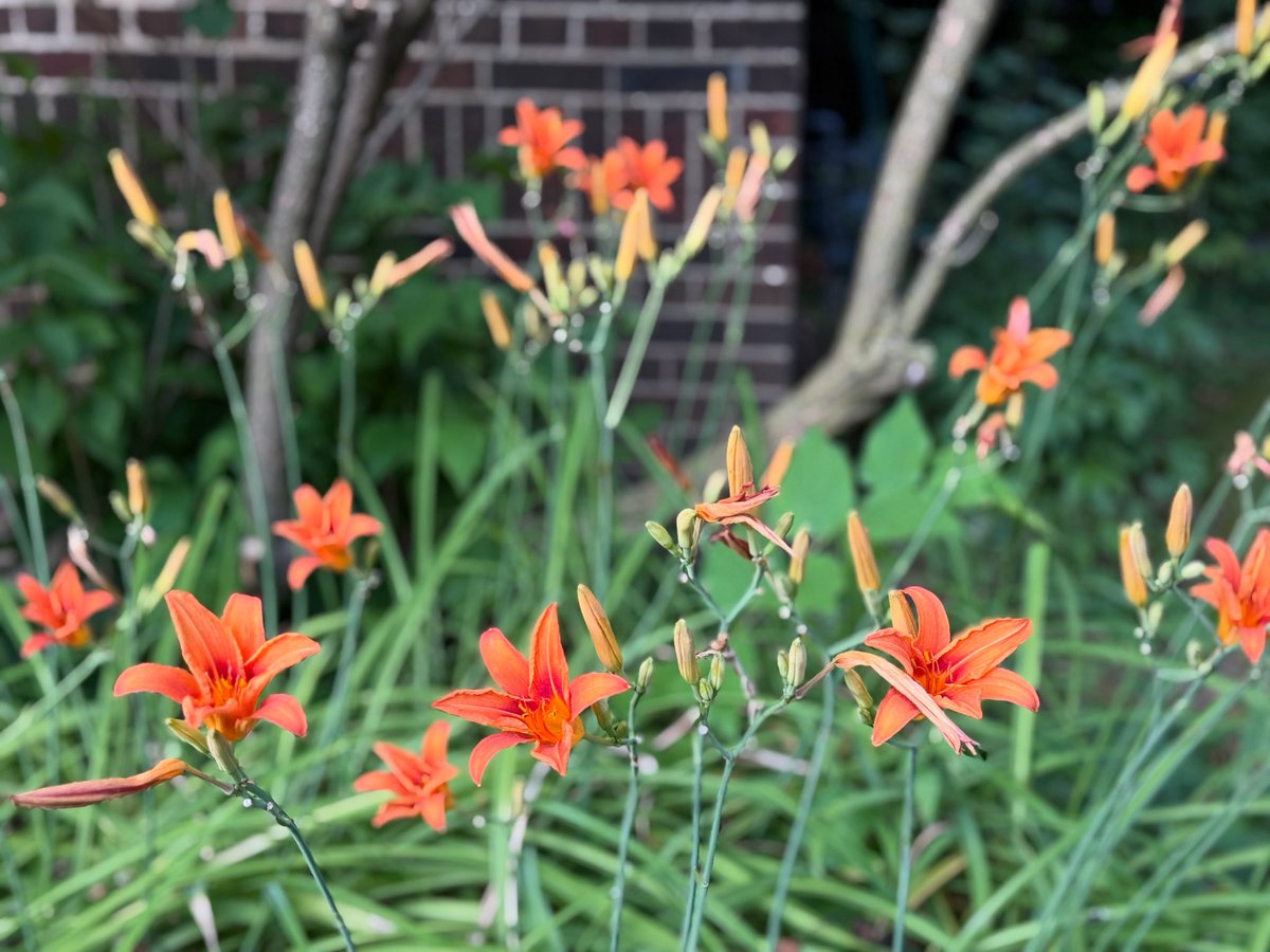 just such a splendid array of day lillies in Toronto