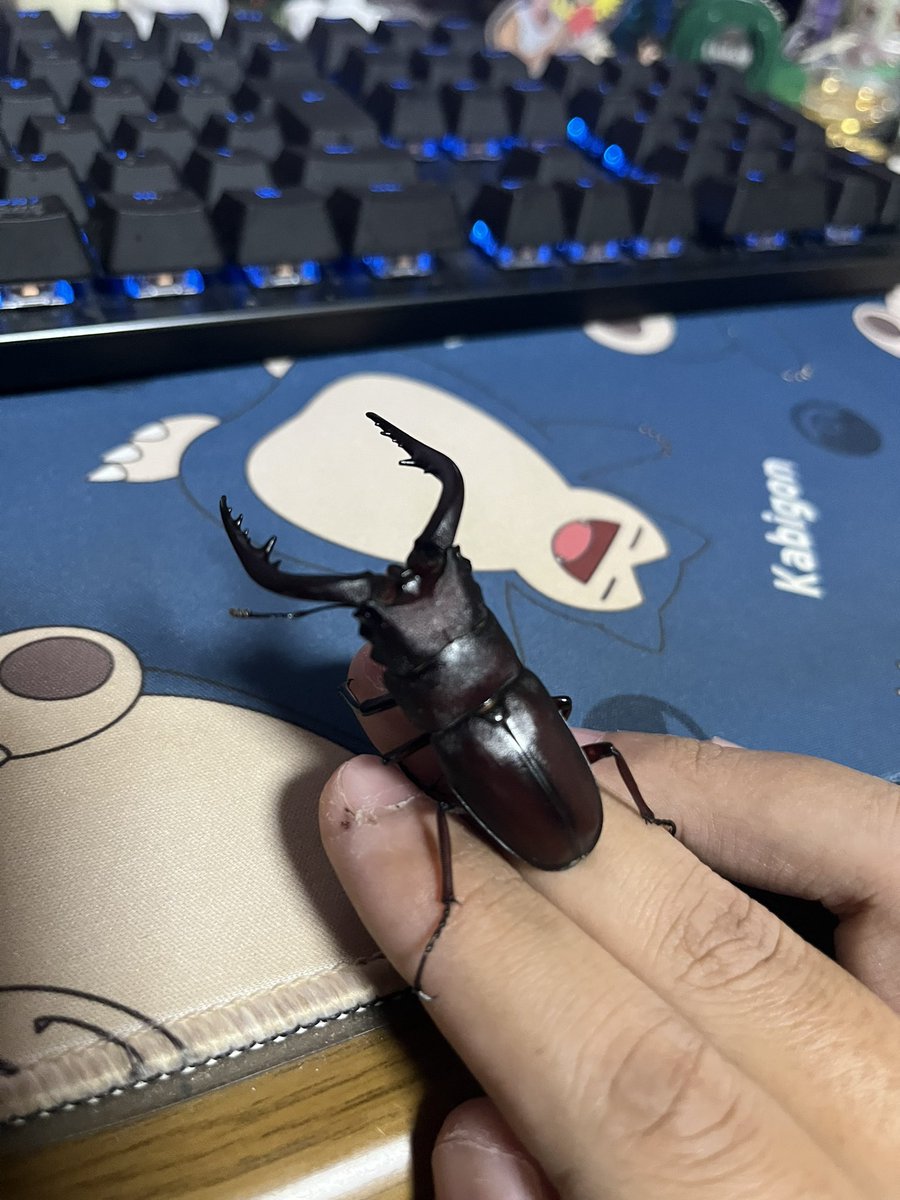 Spiritus_Beetle's tweet photo. ベランダにカブトムシやコクワガタぎ飛んでくる事はよくあるけどノコギリクワガタが飛んできたのは初めてかな🤣
しかも型いいねえ！ https://t.co/59D0W5L7Ev