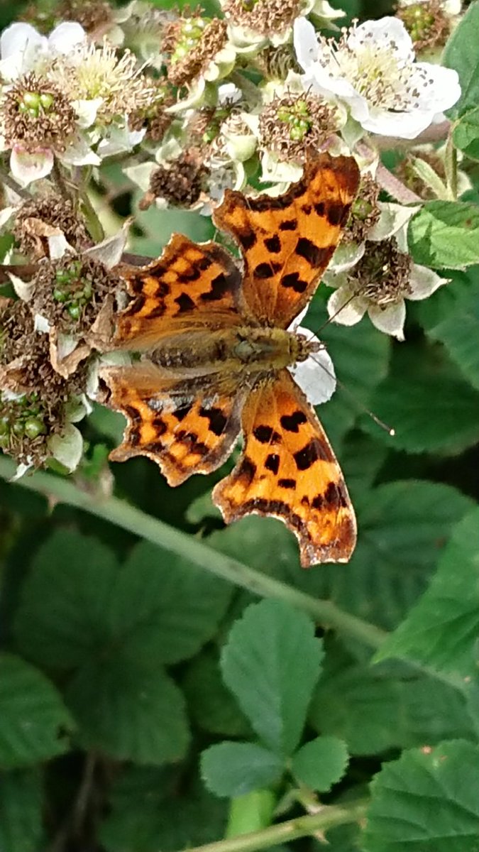 Bambigoesforth's tweet photo. Lots of butterflies by the bus stop this morning
#butterflies #Derbyshire #summer #nature #ruralbusservices https://t.co/qqDQmfHjRd
