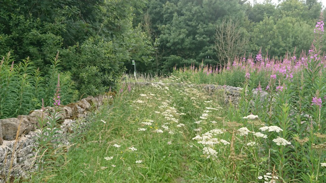 Bambigoesforth's tweet photo. Lots of butterflies by the bus stop this morning
#butterflies #Derbyshire #summer #nature #ruralbusservices https://t.co/qqDQmfHjRd