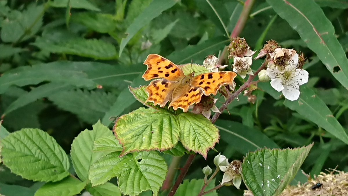Bambigoesforth's tweet photo. Lots of butterflies by the bus stop this morning
#butterflies #Derbyshire #summer #nature #ruralbusservices https://t.co/qqDQmfHjRd