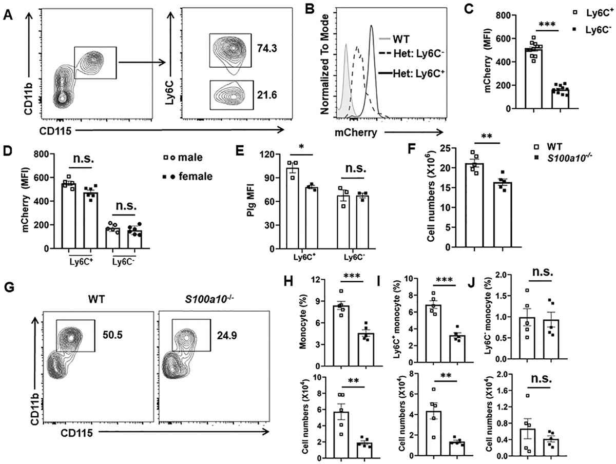 J_Immunol's tweet image. Researchers have found evidence that S100A10 is critical for monocyte mobilization, suggesting that targeting the S100A10-CCR2 pathway may be an attractive approach to regulate inflammatory responses and infectious diseases. Read about it in The JI: ow.ly/npiu50WlLJi.