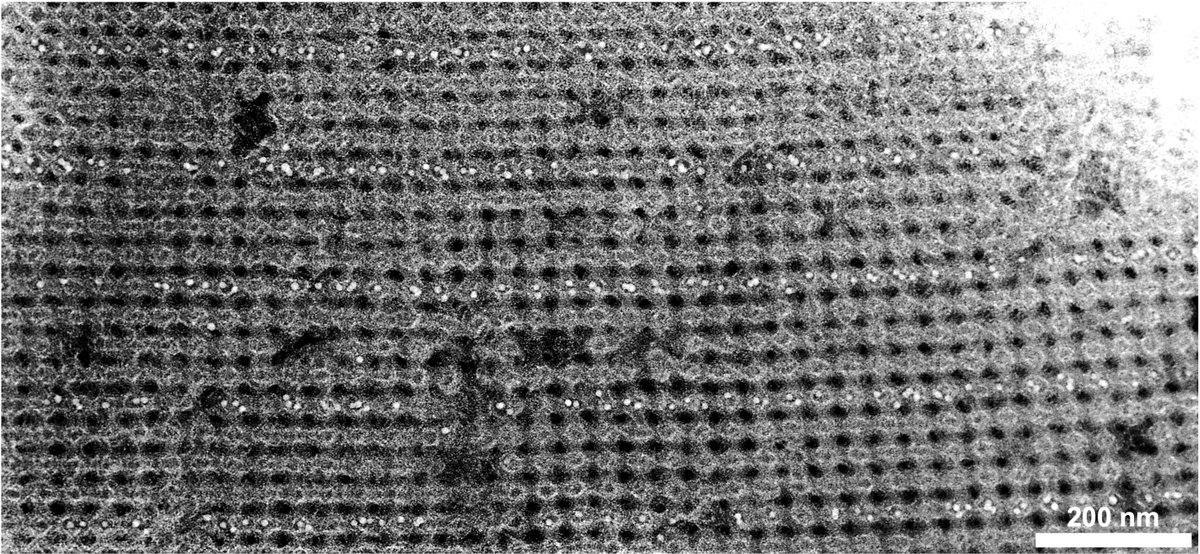 CUSEAS's tweet image. New research 📣: Need a New 3D Material? Build It With DNA. A new approach from Professor Oleg Gang breaks down complicated designs into modular building blocks for easy assembly from the bottom up.
Read: bit.ly/4eFmtgA