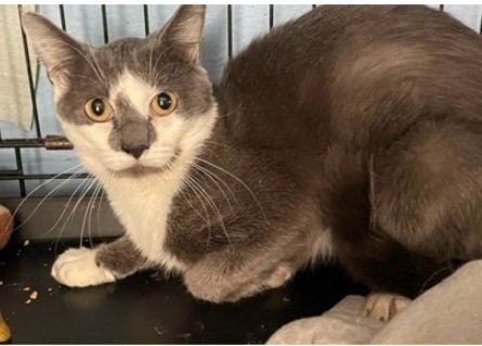 PAWSPendletonOR (@pawspendletonor) on Twitter photo Pop Quiz!
Question: What's better than adopting one cat during <a href="/BISSELLPets/">BISSELL Pet Foundation πΆπ±</a> 's Summer National #emptytheshelters event?
Answer: Adopting TWO cats!
Happy Adoption Day to Jayden and Scoot! This family is going to have such a PURR-FECT life with these two sweet boys!
#cats Pop Quiz!
Question: What's better than adopting one cat during <a href="/BISSELLPets/">BISSELL Pet Foundation πΆπ±</a> 's Summer National #emptytheshelters event?
Answer: Adopting TWO cats!
Happy Adoption Day to Jayden and Scoot! This family is going to have such a PURR-FECT life with these two sweet boys!
#cats