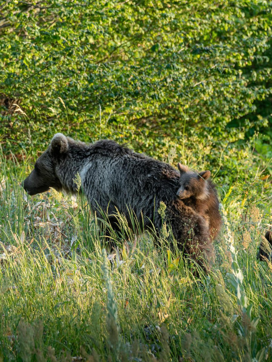 خرس قهوه‌ای و بچه‌ش، ارتفاعات مازندران

عکس از حامد تیزرویان