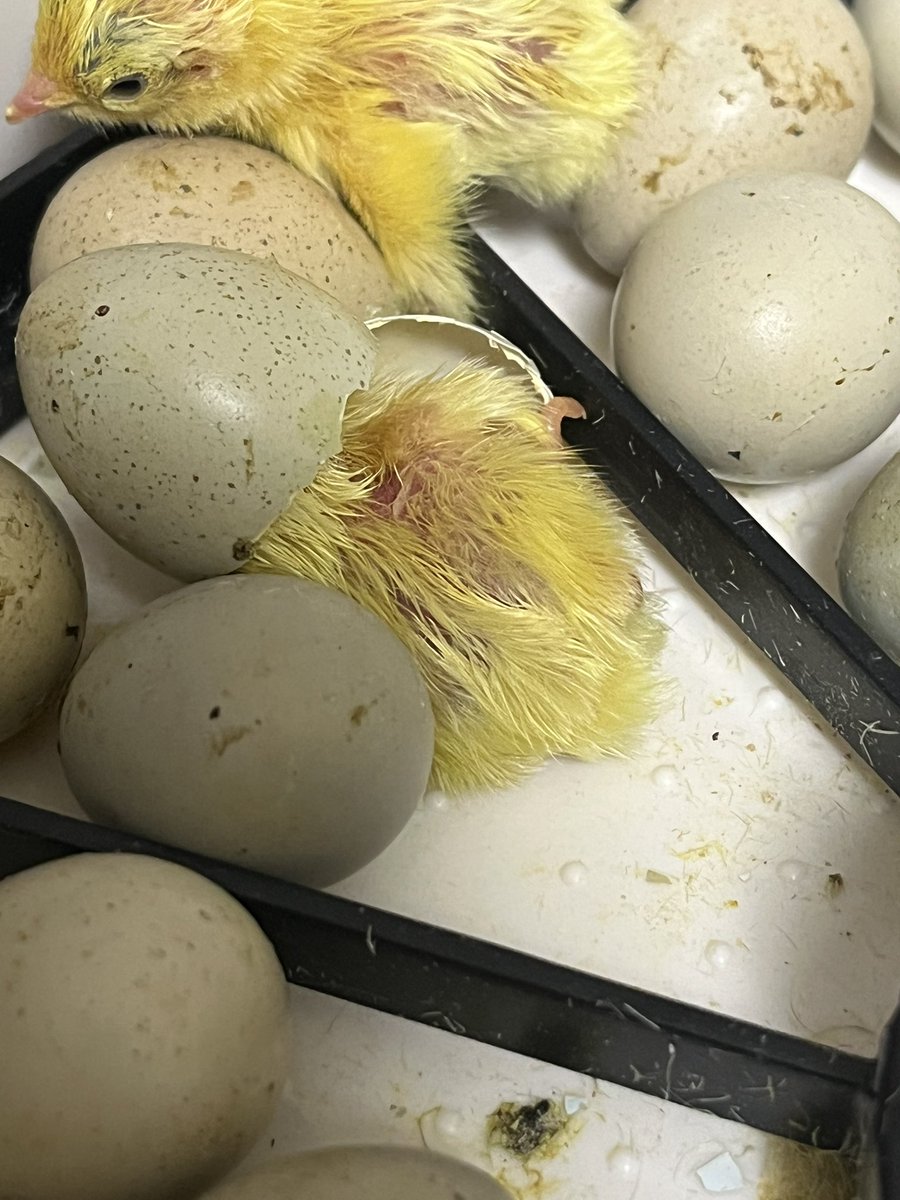 ド定番とはいえやはり良いですね😊この血統は10数年続けています。ピンクが綺麗に出る血統です😄そしてヒメウズラ。殻を被ったままでピーピー言ってました笑
 #コーンスネーク #爬虫類好き #ヒメウズラ #Port