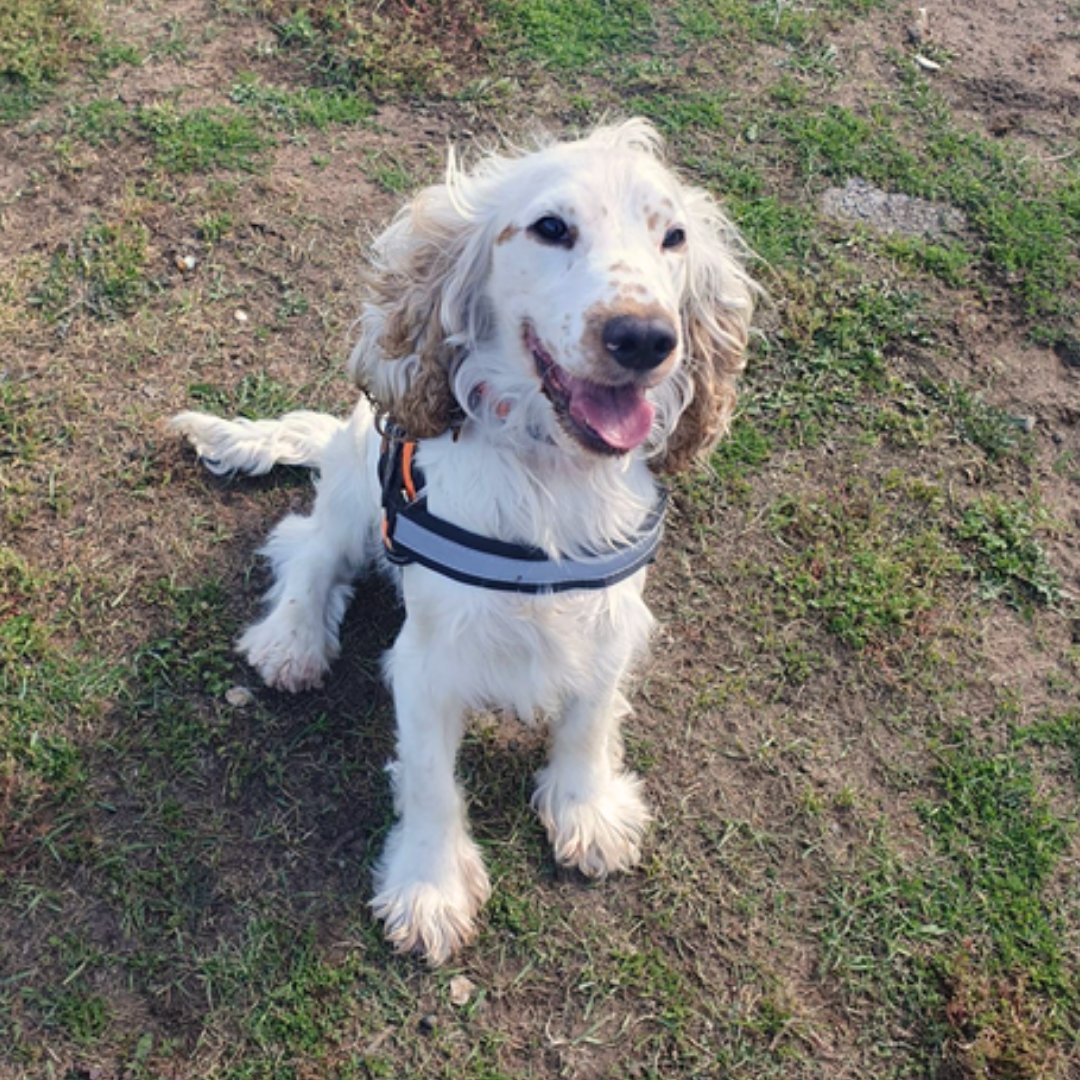 Frankie here! ⭐

I'm a young Cocker Spaniel, looking for an active home with another dog pal. I can live with children 5+ and need a secure garden to play in. I'd like my family to be home most of the time to start with!💚

Find out more about me!⬇️

jerrygreendogs.org.uk/dogs/frankie-2/