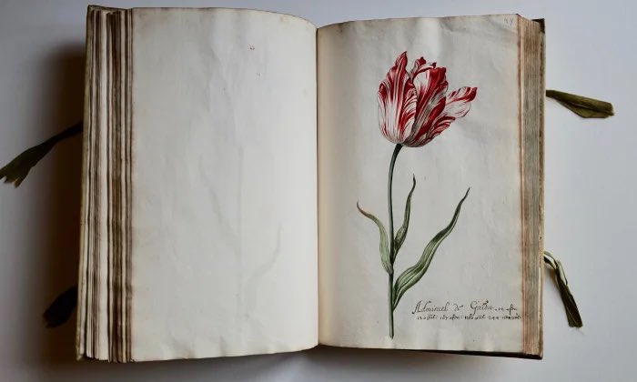Libro de tulipanes (s.XVII)

A principios del s.XVII, surgió en Holanda una gran pasión por estas flores, conocida como "Tulipomanía". 

En su momento álgido, los "libros de tulipanes" fueron herramientas muy poderosas. 

Una historia sobre arte, ciencia, virus y tulipanes 🌷🦠